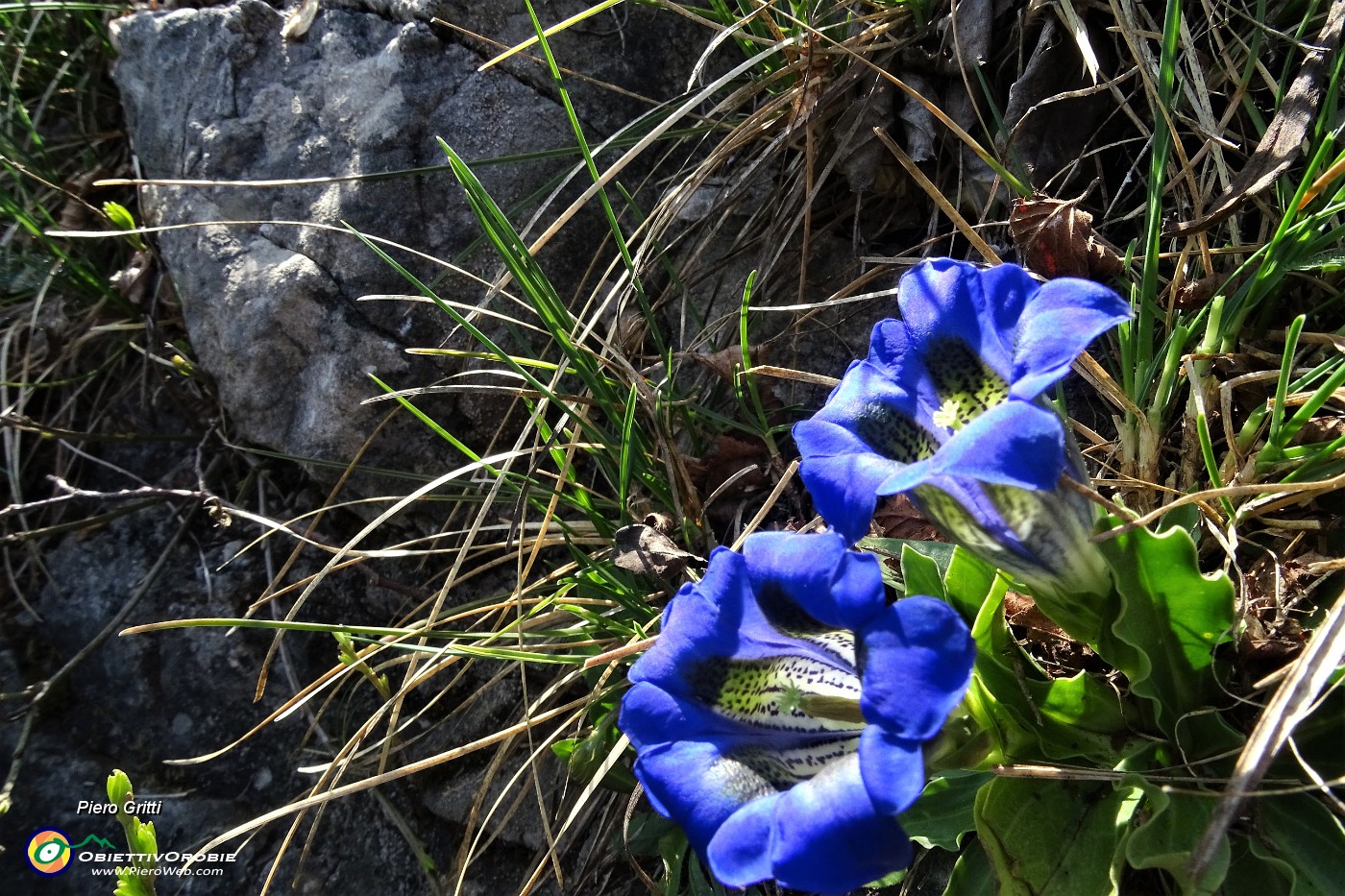 93 Gentiana acaulis.JPG